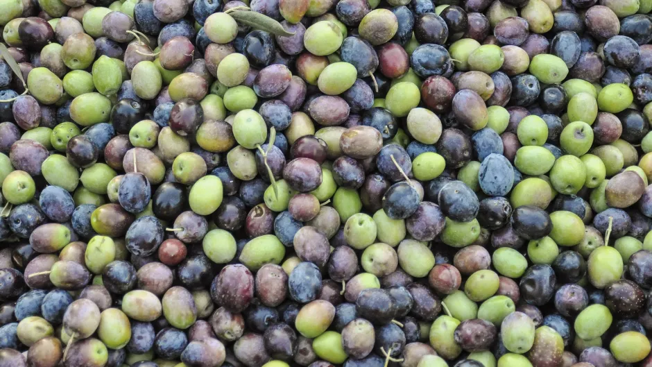 Rubrik_Landwirtschaft_olives-1307154_1920